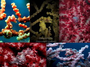 Scuba Dive in Anilao - Underwater Macro Photography, Anilao Muck dive